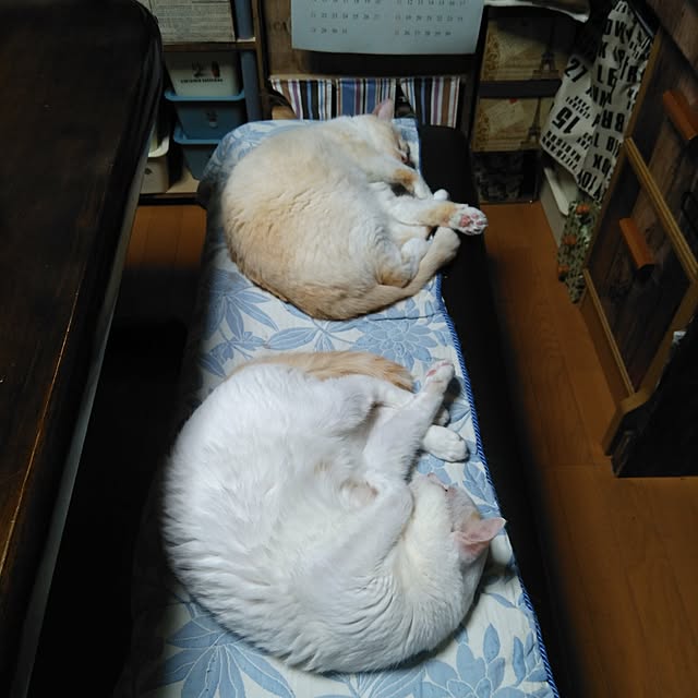 posauruさんの実例写真