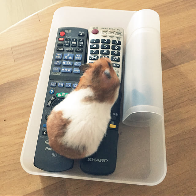 ohanaさんの実例写真