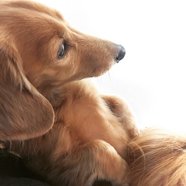 cocoaさんの実例写真