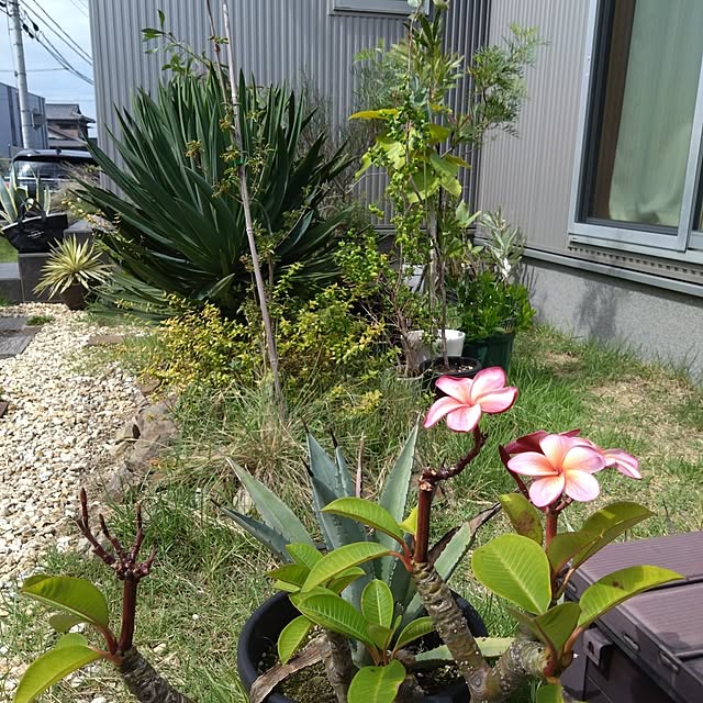 chocococoaさんの実例写真