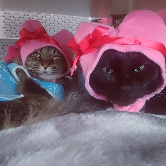 mayu.ariさんの実例写真