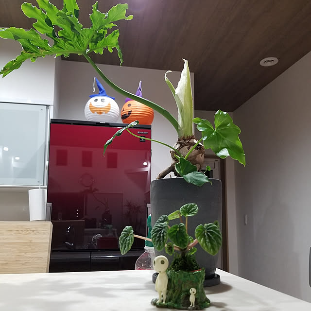 実例写真