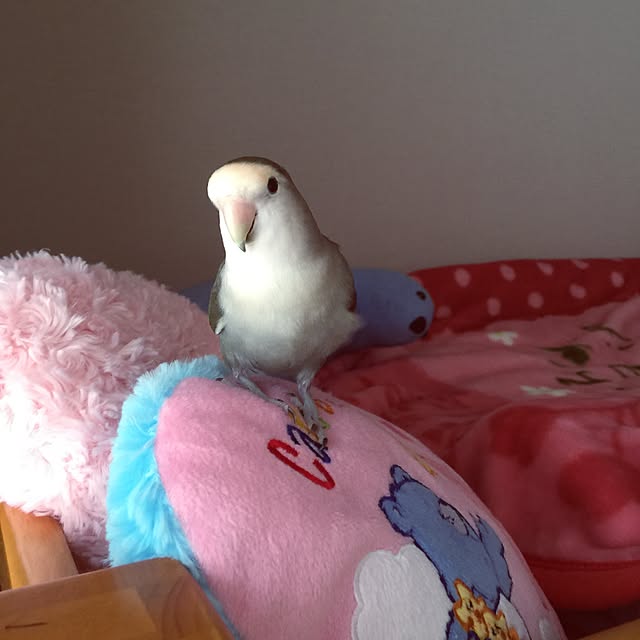Chicoさんの実例写真