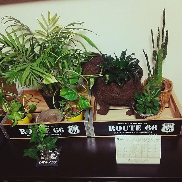 Junkoさんの実例写真