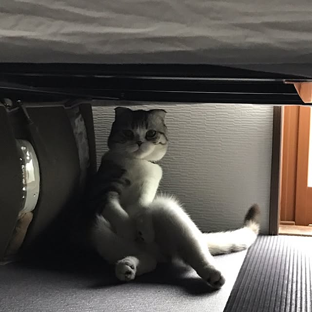 Dahliaさんの実例写真