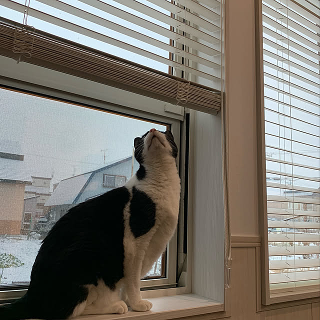 mikeume7さんの実例写真