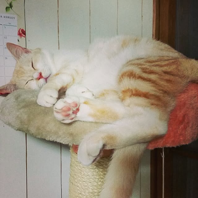 kinakoさんの実例写真
