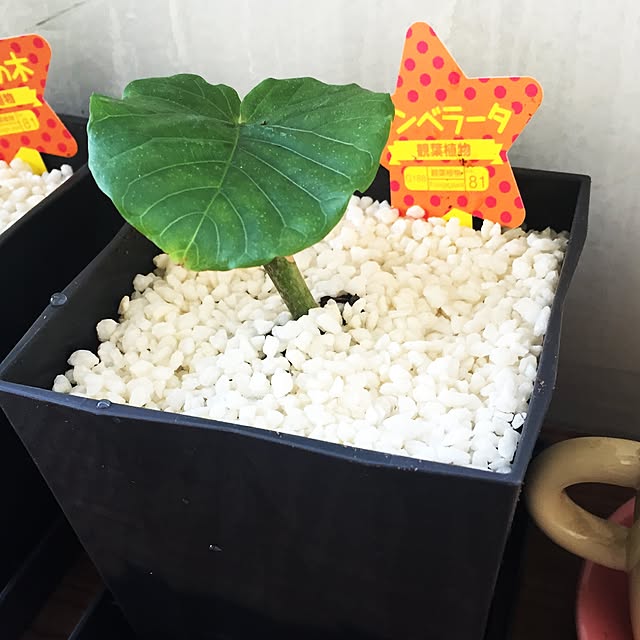 ssm0406さんの実例写真