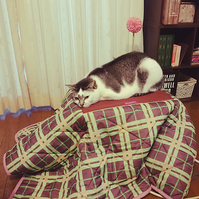 furlaさんの実例写真