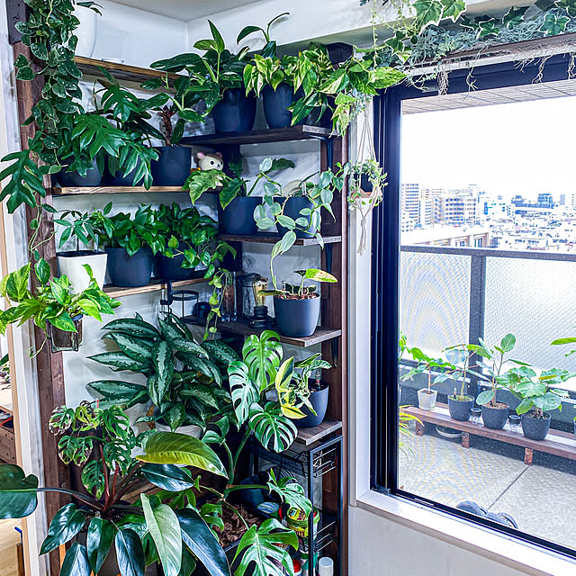ficusさんの実例写真