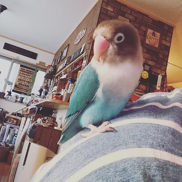 panchanさんの実例写真