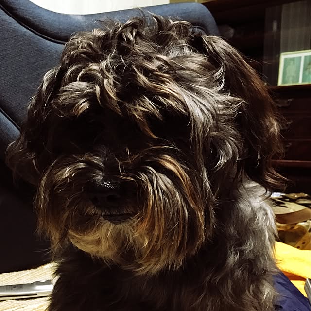 Shinichiさんの実例写真