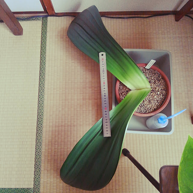 NORIRINさんの実例写真