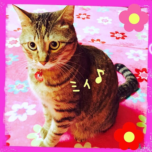 MASAさんの実例写真