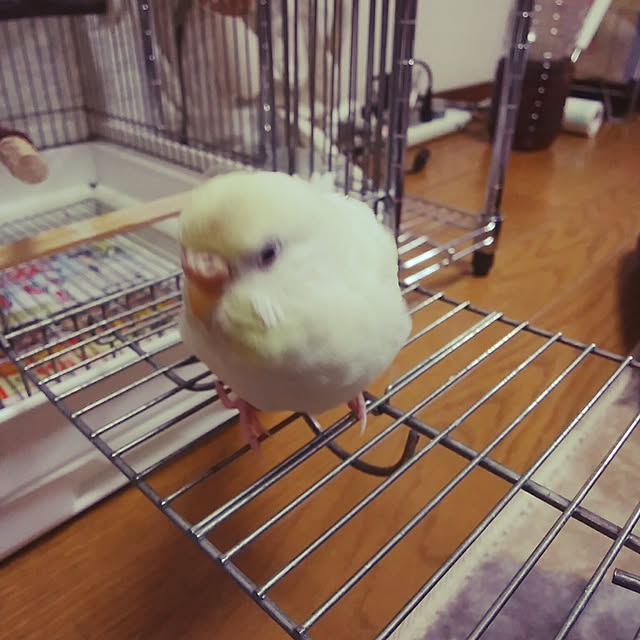 gushikoさんの実例写真
