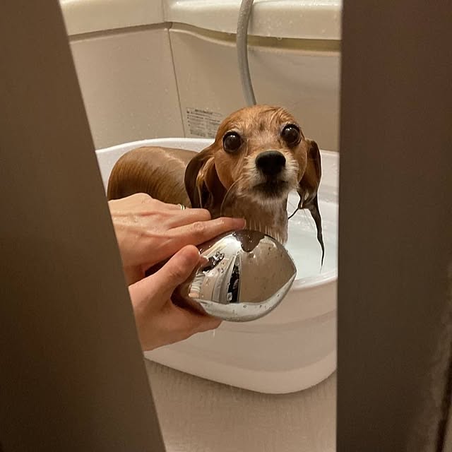 toratanさんの実例写真