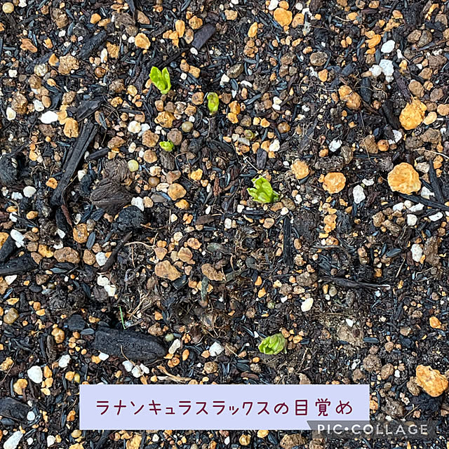 buchiさんの部屋