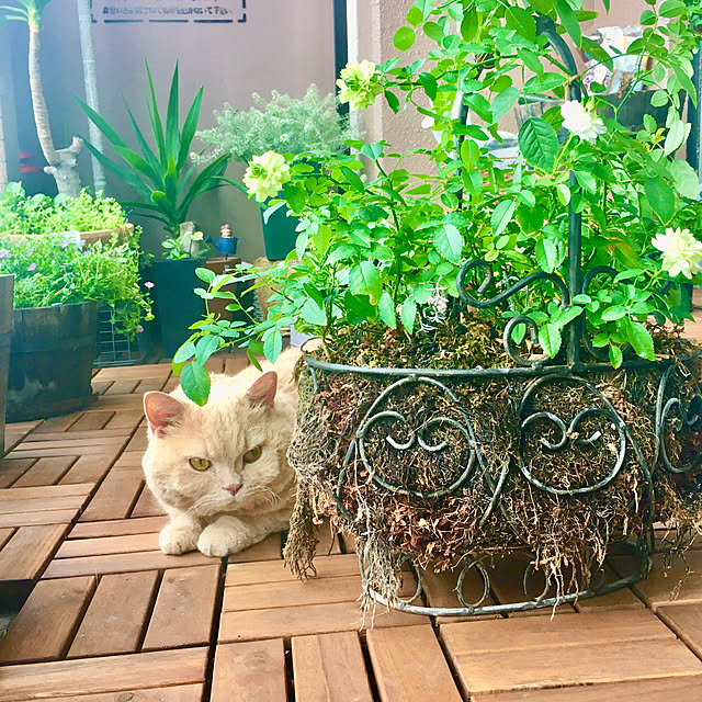 naokoさんの部屋