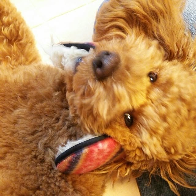 tomoki.さんの実例写真