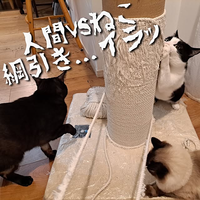 kankanmom_horn_5catsさんの部屋