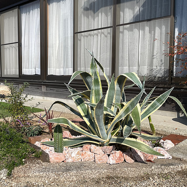 icemintさんの実例写真