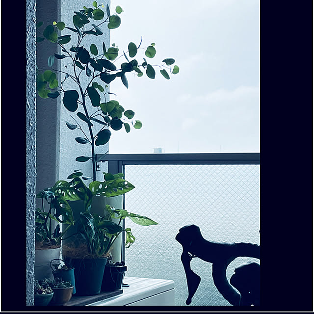 miyamiyaさんの実例写真