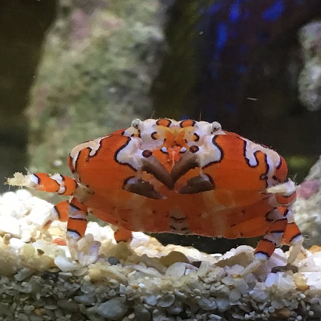 aquarium_seaさんの実例写真
