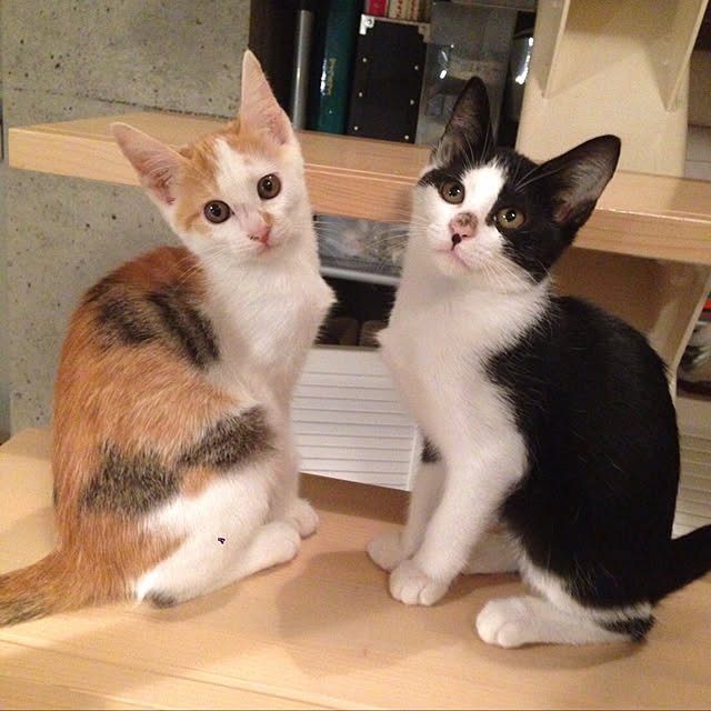 ziziguguさんの実例写真