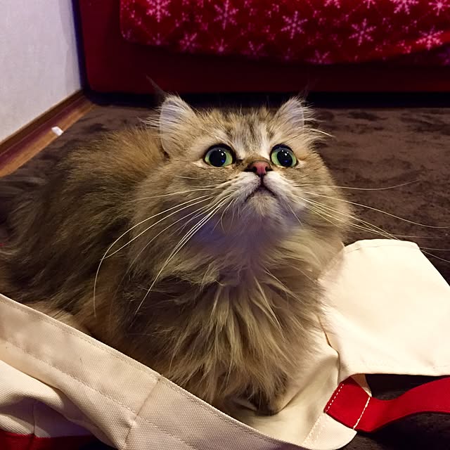 butachanさんの実例写真