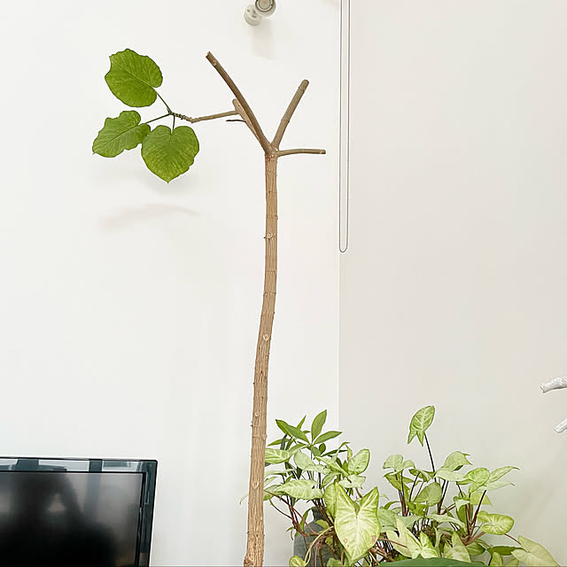 Kaneyukiさんの実例写真