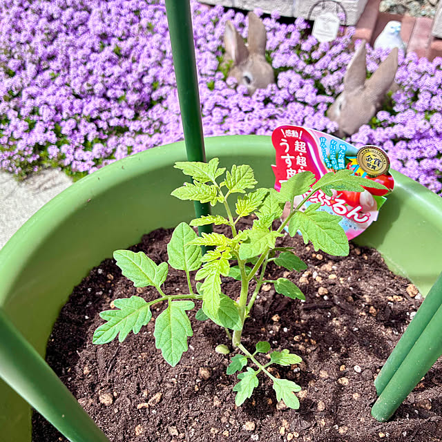 Junさんの実例写真