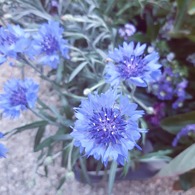 min_nimさんの実例写真
