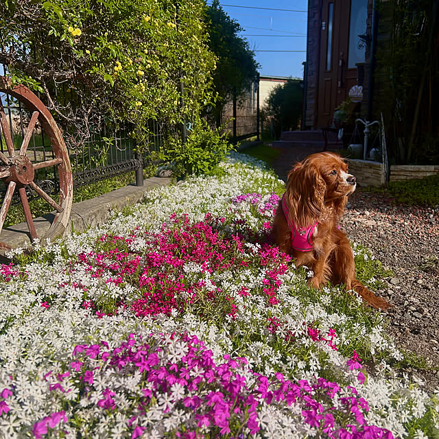 juncocoさんの実例写真