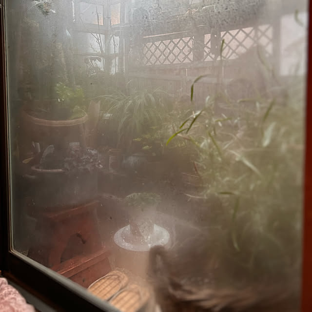 akaidarumaさんの部屋