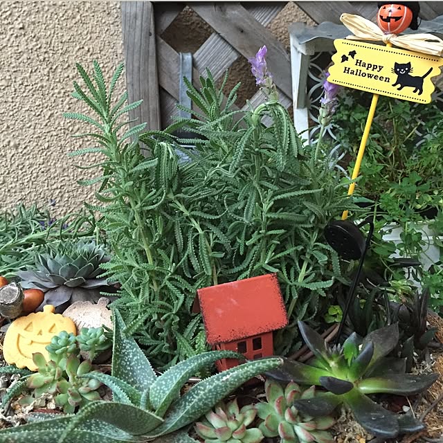 koihiさんの実例写真