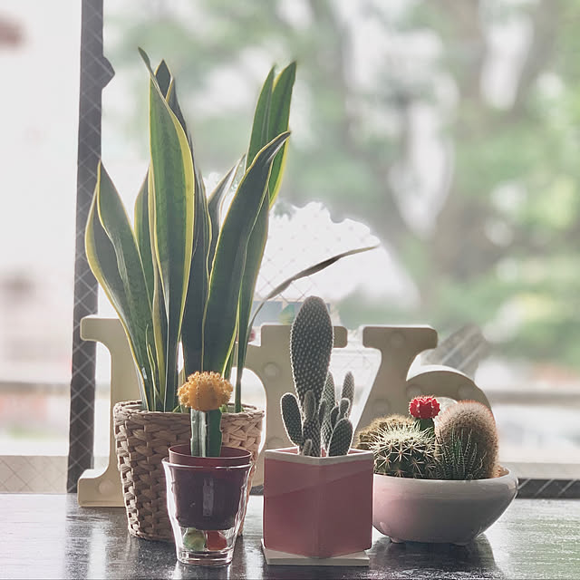 ナチュラル/カフェ風/観葉植物/多肉植物/ガーデニング...などのインテリア実例 - 2020-09-14 13:02:58