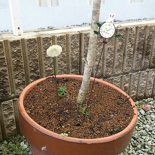 oliveさんの実例写真