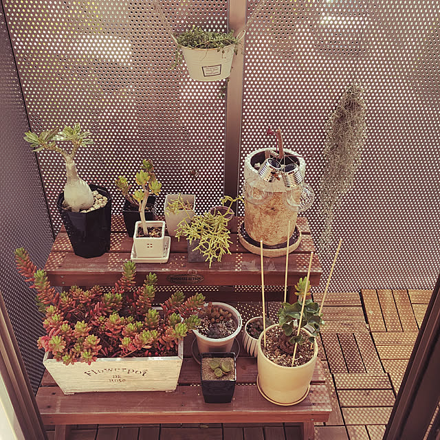 ベランダ/庭/一人暮らし/観葉植物/多肉植物などのインテリア ベランダ/庭/一人暮らし/観葉植物/多肉植物などのインテリア