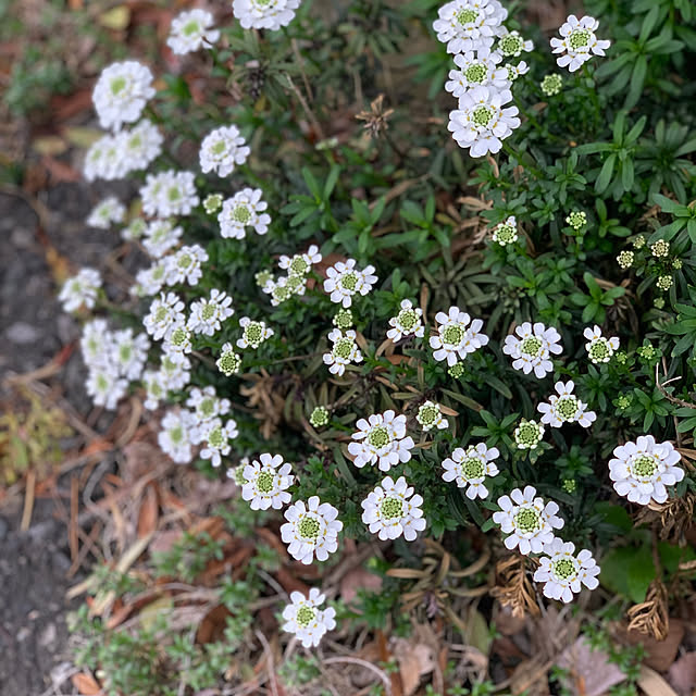 masakoさんの実例写真