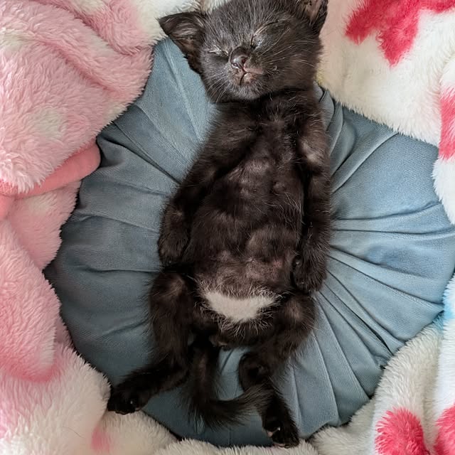 MyuRuuさんの実例写真