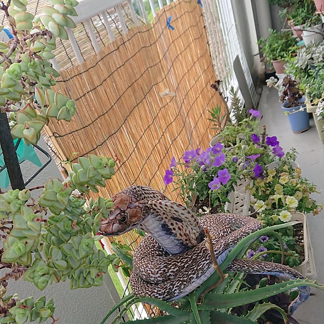 NOAHさんの実例写真