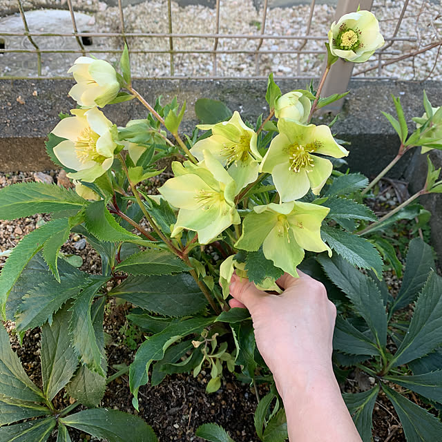 nashikouさんの実例写真
