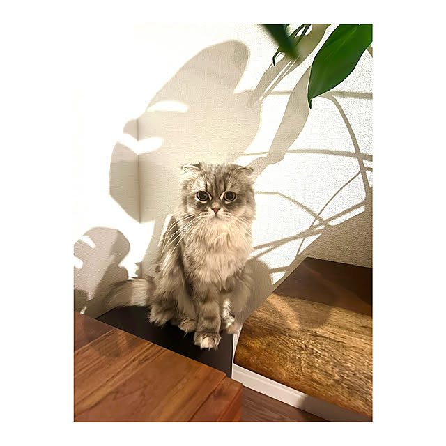gfさんの部屋
