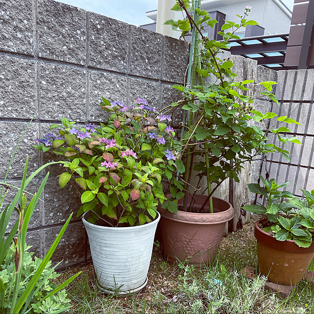 micaさんの実例写真