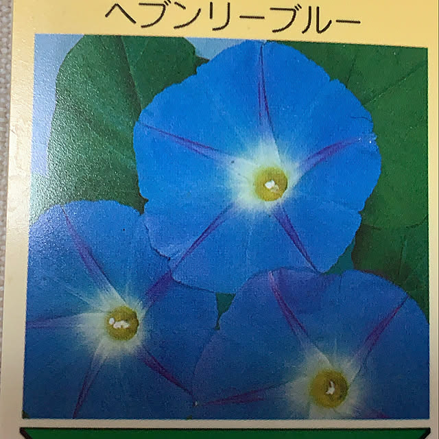 eshinobumさんの実例写真