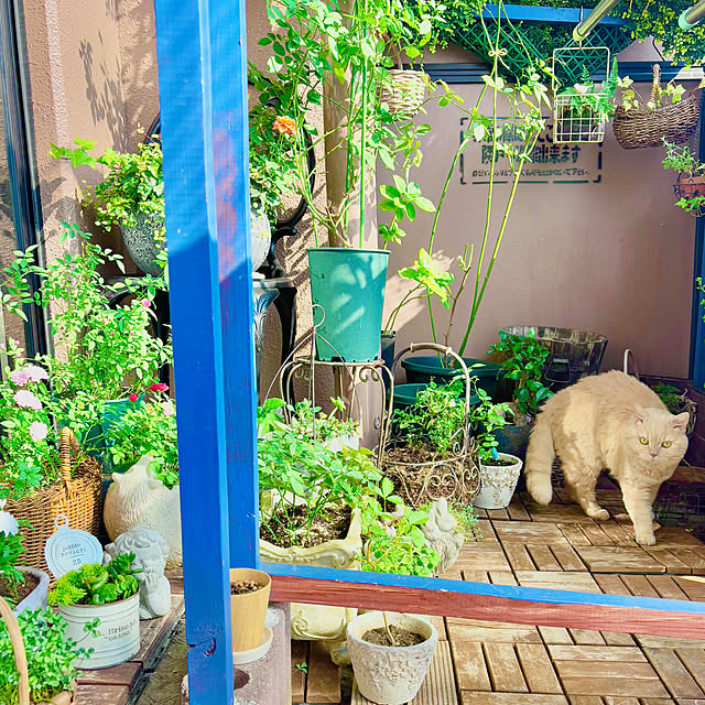 naokoさんの部屋