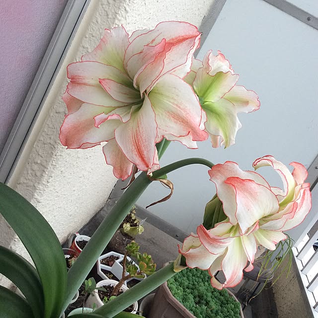 machikoooさんの実例写真