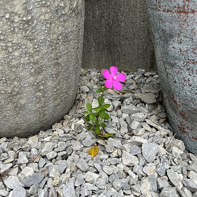 hatsugaさんの部屋