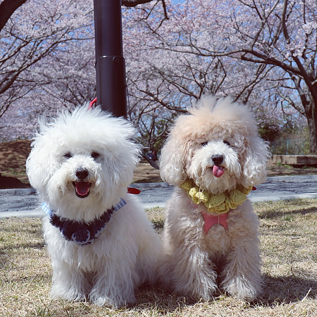 ペットとの暮らし/愛犬と暮らす/トイプードル/ペット/愛犬...などのインテリア実例 - 2019-04-28 22:37:32