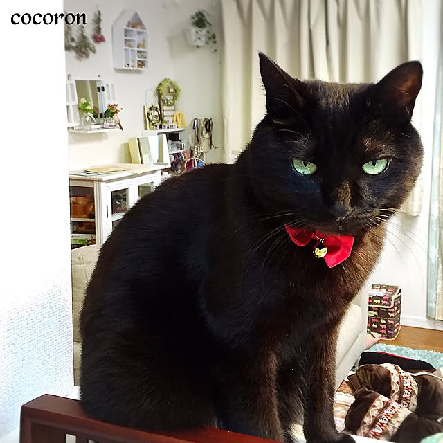 cocoronさんの実例写真